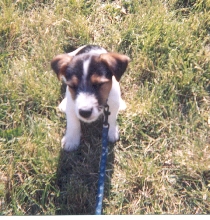 Li'l Porky!