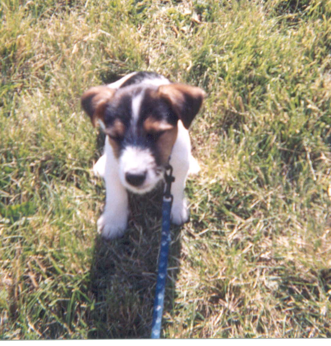 Li'l Porky!