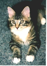 baby gonzo 2