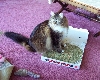 nip pizza