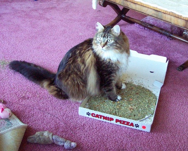 nip pizza