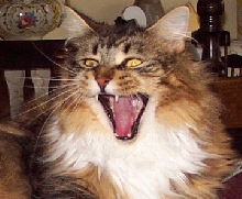 gonzoteeth