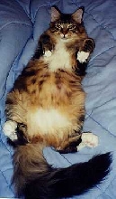 kitten belly up