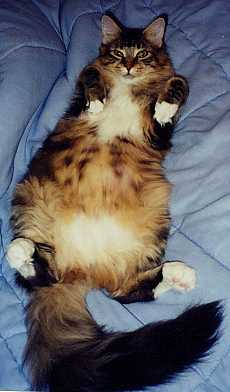 kitten belly up