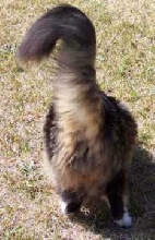 gonzobutt