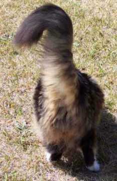 gonzobutt