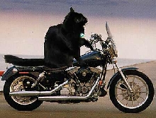 peppermotorcycle