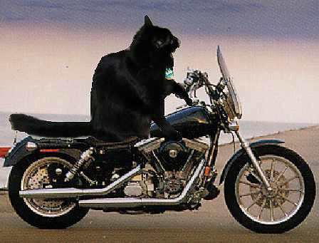 peppermotorcycle