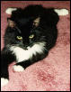 Stumpy rug