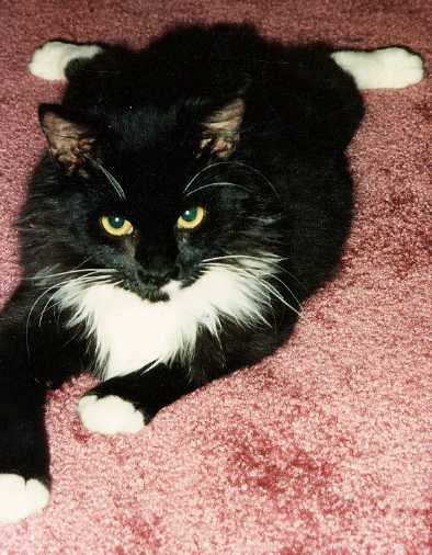 Stumpy rug