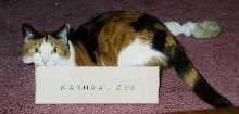 tiggerbox