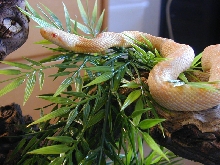 Albino Black Rat Snake