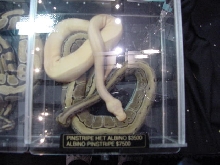 Albino Pinstripe