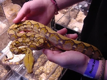 Blonde Retic