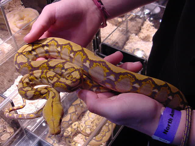 Blonde Retic
