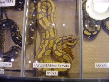 Caramel Albino2
