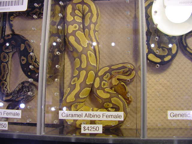 Caramel Albino2