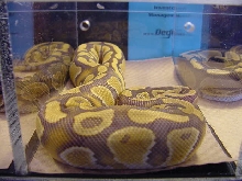 Caramel Albino