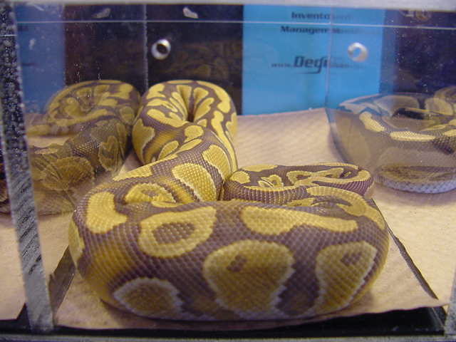 Caramel Albino