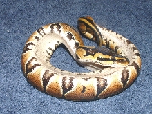 yellowbelly