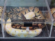 Lavendar Albino