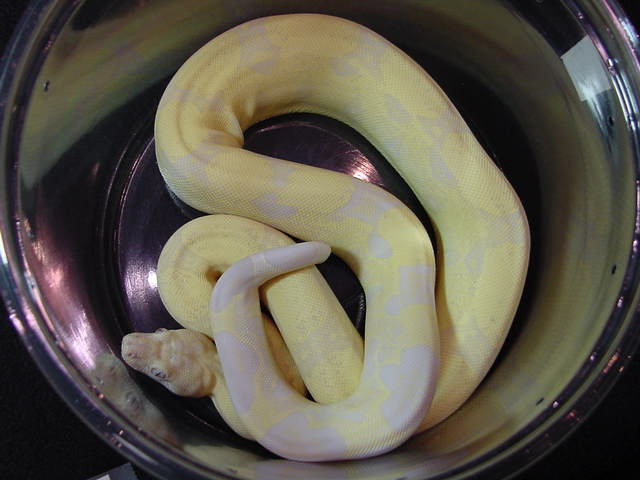 Snow Boa