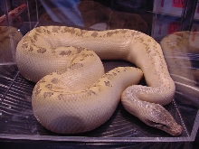 Ivory Blood