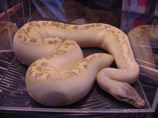 Ivory Blood