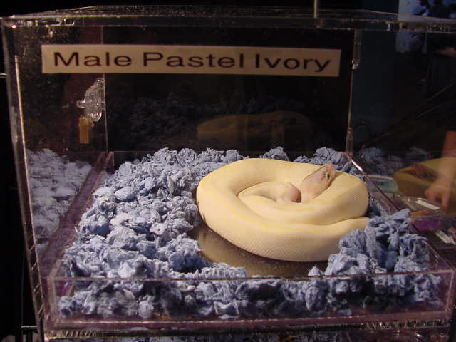 Pastel Ivory