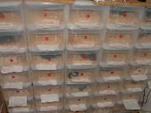 racks by The Container Store