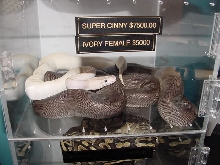 Super Cin and Ivory