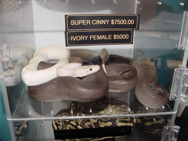 Super Cin and Ivory