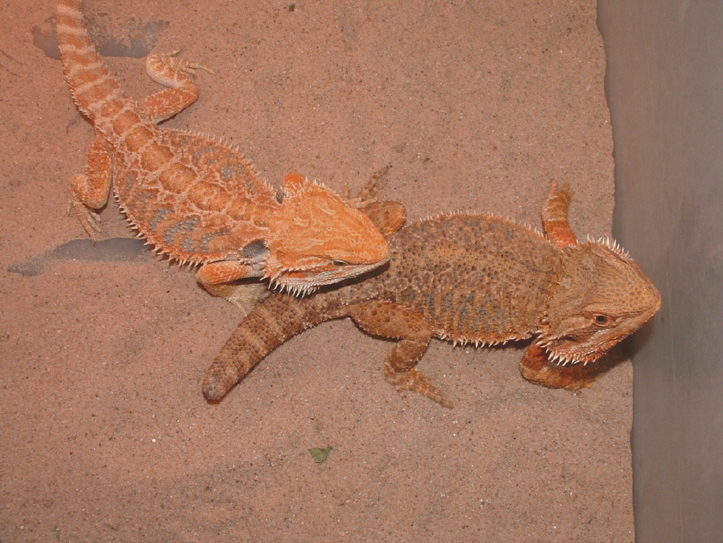 Red breeding pair