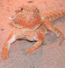 Another pic of RedxOrange female