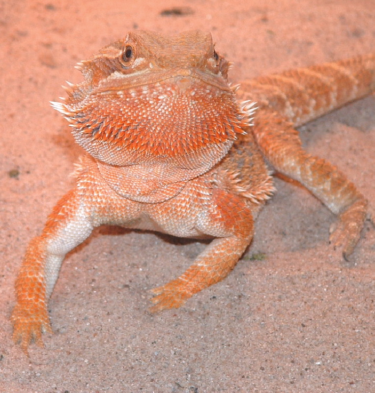 Another pic of RedxOrange female