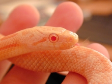 Albino Black Rat Snake