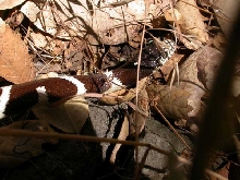Wild Cal King