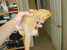 Irwin in my hand