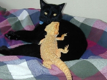 Irwin with my cat