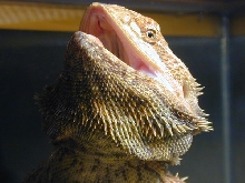 Bearded Dragon Face