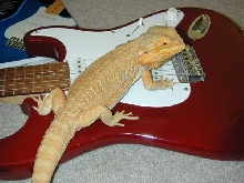Beardie on guitar