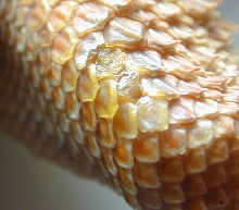 Irwin's leg
