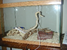 Misty in her new home