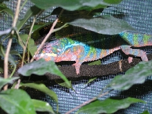 Male Blue bar ambilobe