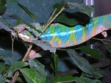 Male Blue Bar Ambilobe