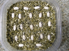 Blue bar ambilobe eggs