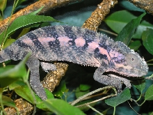 Here is my ambilobe female after laying.