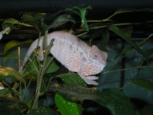 Female ambilobe 3.5 months