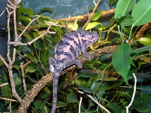 Gravid female ambilobe.