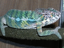 Male Blue Bar Ambilobe